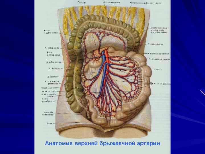 Анатомия верхней брыжеечной артерии 