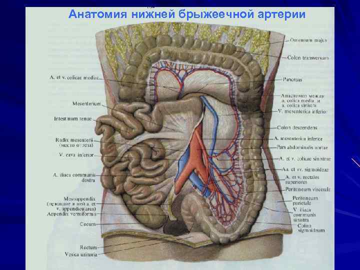 Анатомия нижней брыжеечной артерии 