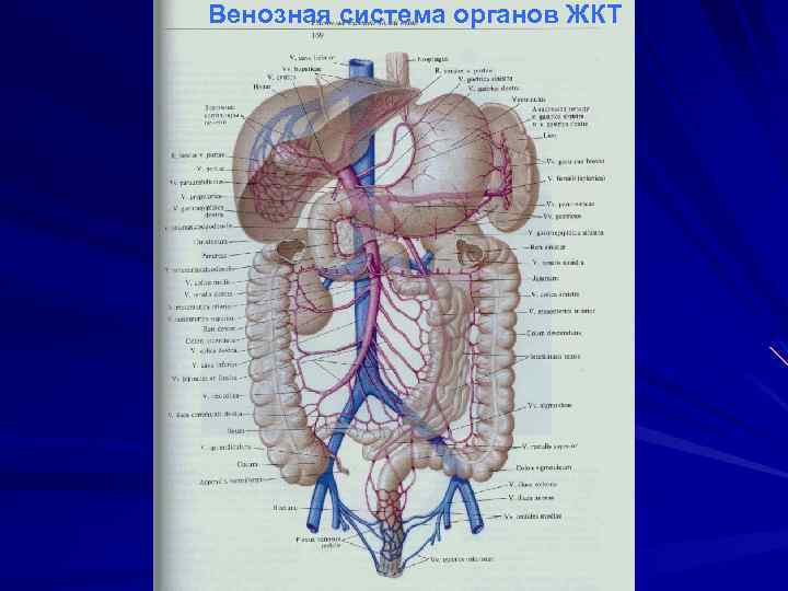 Венозная система органов ЖКТ 