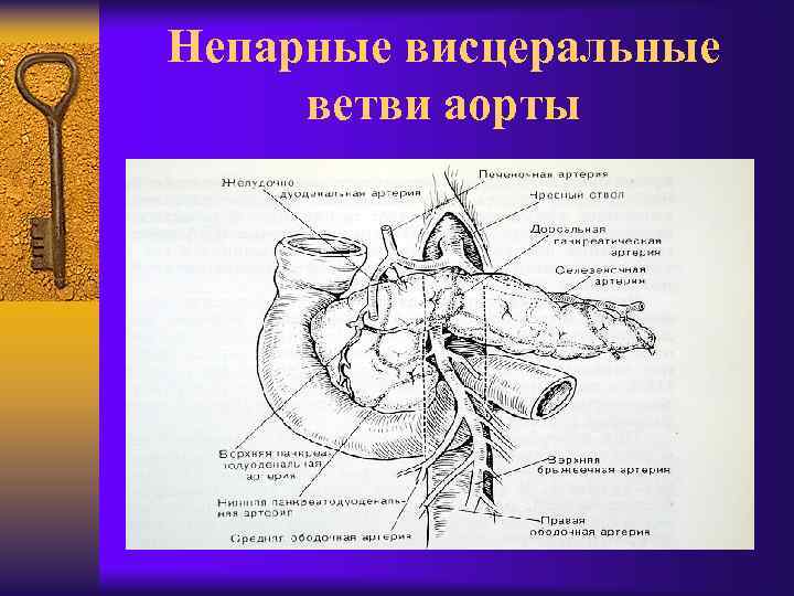 Непарные висцеральные ветви аорты 
