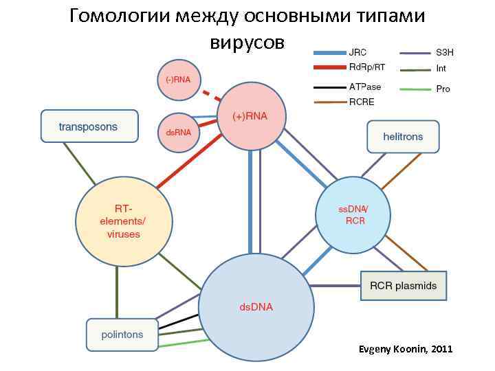 Гомологии между основными типами вирусов Evgeny Koonin, 2011 