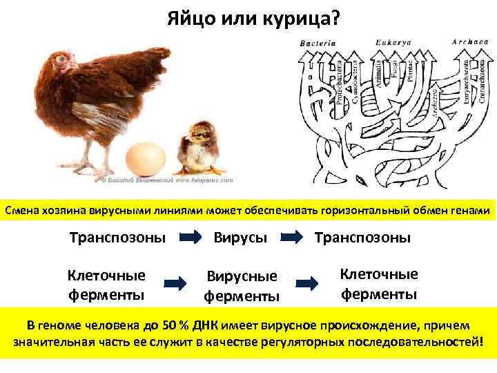 Яйцо или курица? Смена хозяина вирусными линиями может обеспечивать горизонтальный обмен генами Транспозоны Клеточные