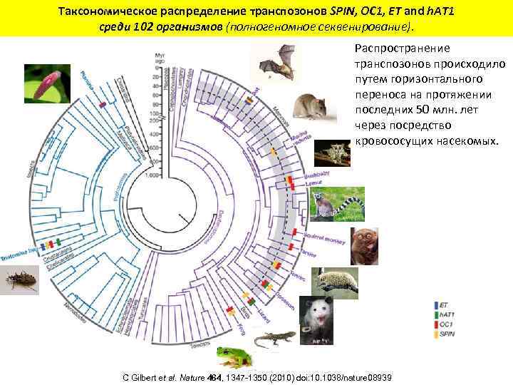 Таксономическое распределение транспозонов SPIN, OC 1, ET and h. AT 1 среди 102 организмов