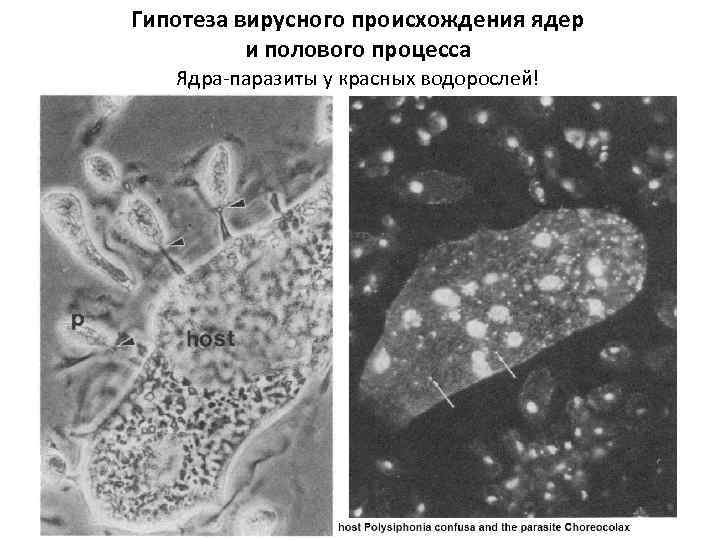 Гипотеза вирусного происхождения ядер и полового процесса Ядра-паразиты у красных водорослей! 