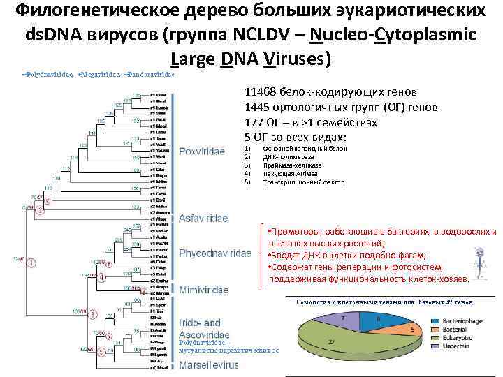 Филогенетическое дерево больших эукариотических ds. DNA вирусов (группа NCLDV – Nucleo-Cytoplasmic Large DNA Viruses)