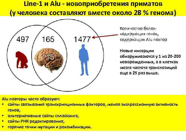 Line-1 и Alu - новоприобретения приматов (у человека составляют вместе около 28 % генома)