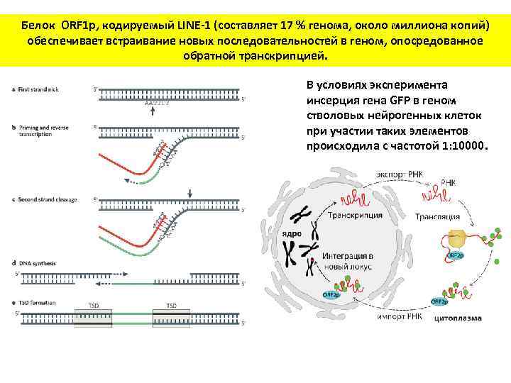 Белок ORF 1 p, кодируемый LINE-1 (составляет 17 % генома, около миллиона копий) обеспечивает