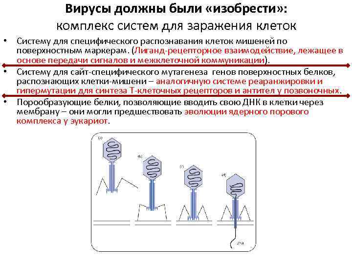 Вирусы должны были «изобрести» : комплекс систем для заражения клеток • Систему для специфического