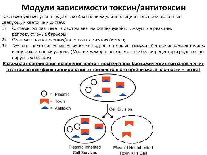 Модули зависимости токсин/антитоксин Такие модули могут быть удобным объяснением для эволюционного происхождения следующих клеточных