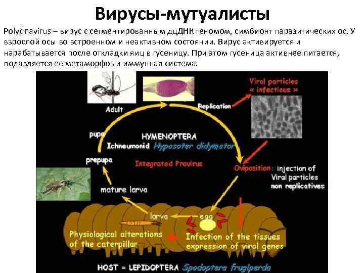 Вирусы-мутуалисты Polydnavirus – вирус с сегментированным дц. ДНК геномом, симбионт паразитических ос. У взрослой