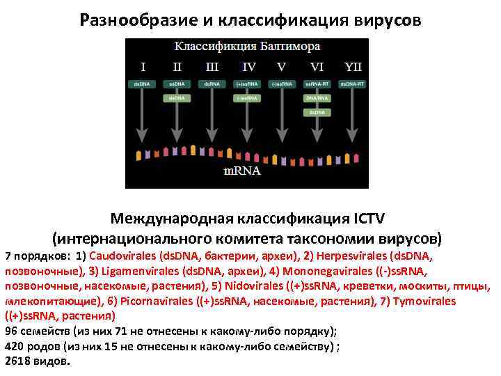 Разнообразие и классификация вирусов Международная классификация ICTV (интернационального комитета таксономии вирусов) 7 порядков: 1)