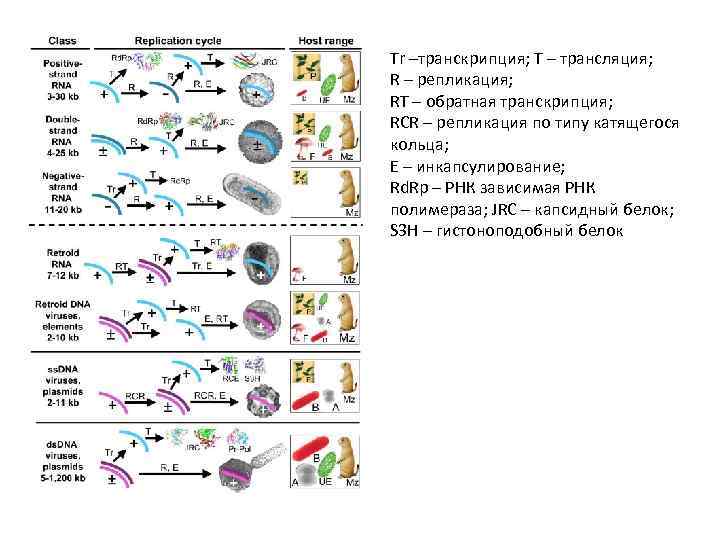 Tr –транскрипция; Т – трансляция; R – репликация; RT – обратная транскрипция; RCR –