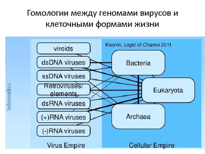 Гомологии между геномами вирусов и клеточными формами жизни 