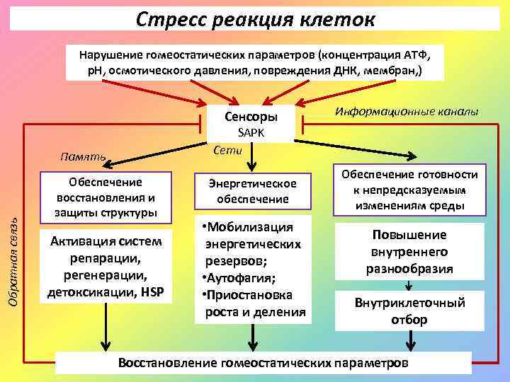 Стресс реакция клеток Нарушение гомеостатических параметров (концентрация АТФ, p. H, осмотического давления, повреждения ДНК,