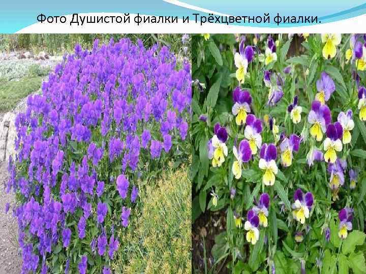Фото Душистой фиалки и Трёхцветной фиалки. 