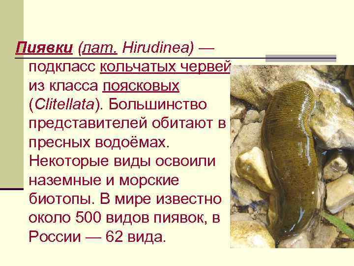 Пиявки (лат. Hirudinea) — подкласс кольчатых червей из класса поясковых (Clitellata). Большинство представителей обитают