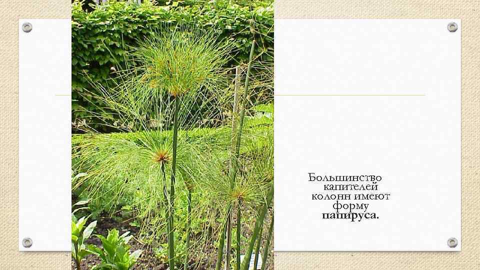 Большинство капителей колонн имеют форму папируса. 