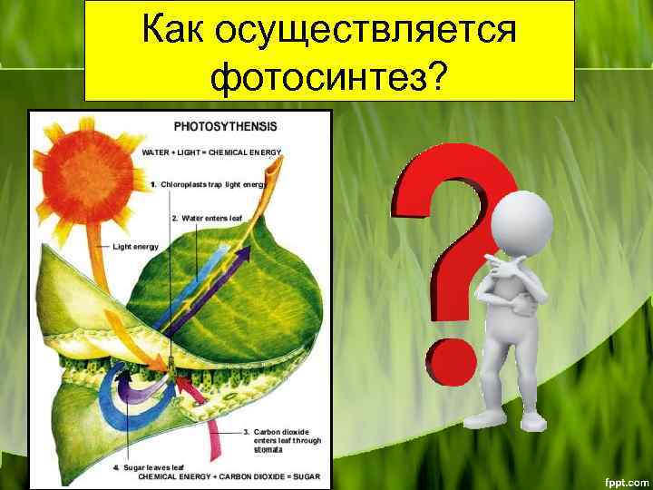 Как осуществляется фотосинтез? 