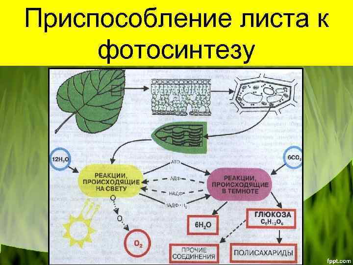 Приспособление листа к фотосинтезу 