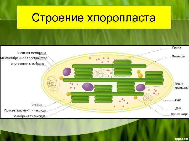 Строение хлоропласта 