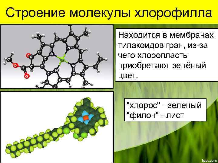 Строение молекулы хлорофилла Находится в мембранах тилакоидов гран, из-за чего хлоропласты приобретают зелёный цвет.