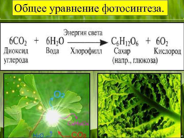 Общее уравнение фотосинтеза. 