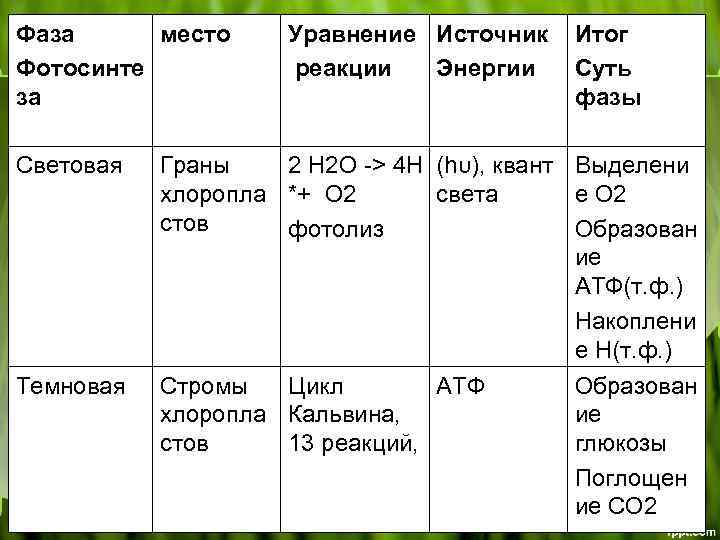 Источником энергии в световой фазе является