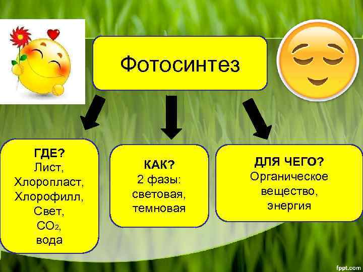 Фотосинтез ГДЕ? Лист, Хлоропласт, Хлорофилл, Свет, СО 2, вода КАК? 2 фазы: световая, темновая