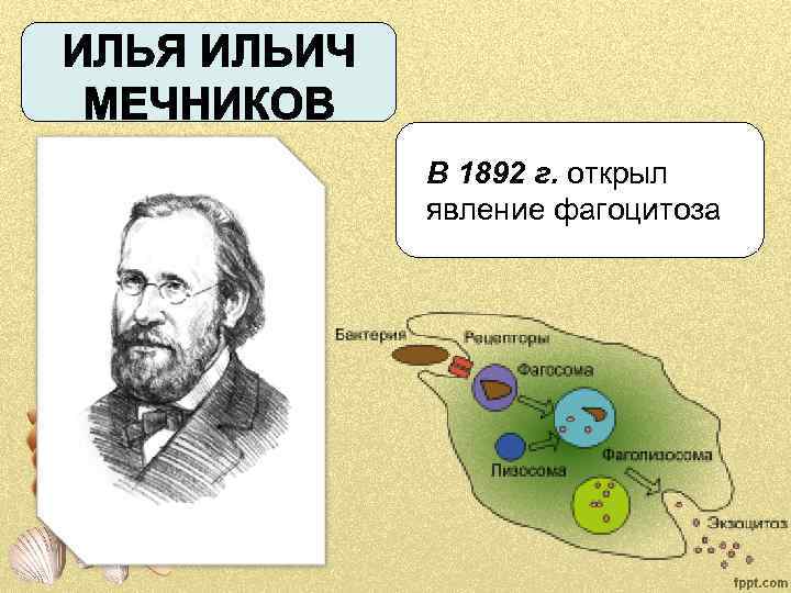 В 1892 г. открыл явление фагоцитоза 