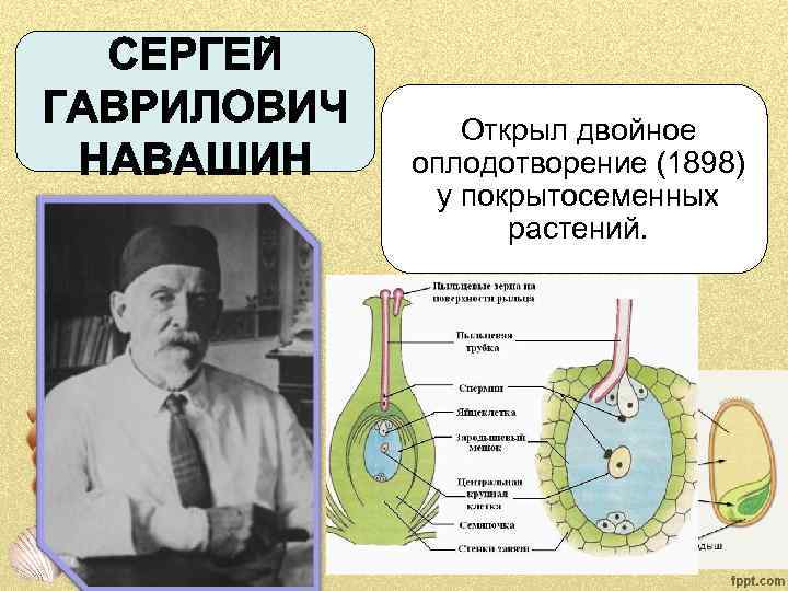 Открыл двойное оплодотворение (1898) у покрытосеменных растений. 