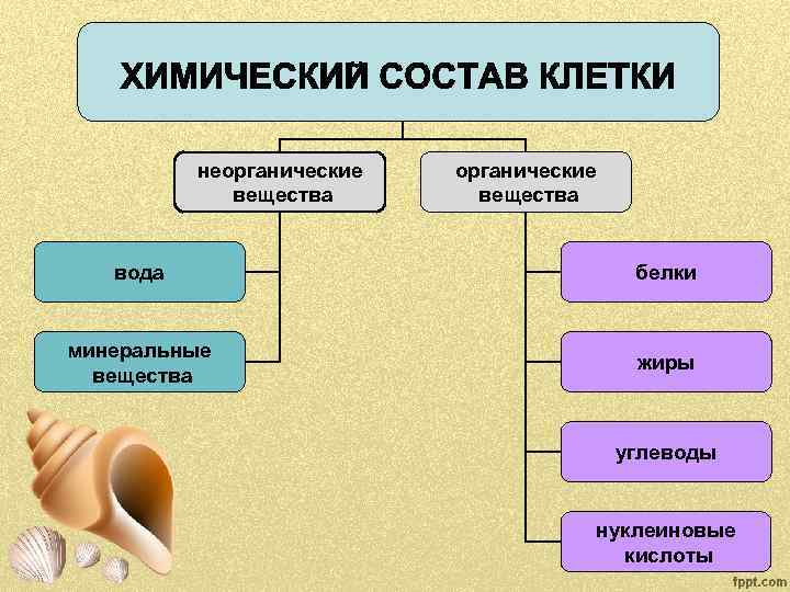 неорганические вещества вода белки минеральные вещества жиры углеводы нуклеиновые кислоты 