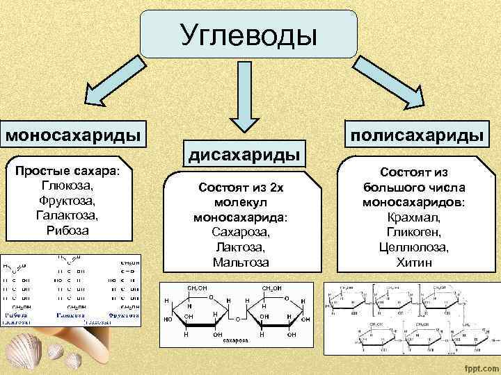Углеводы моносахариды Простые сахара: Глюкоза, Фруктоза, Галактоза, Рибоза дисахариды Состоят из 2 х молекул