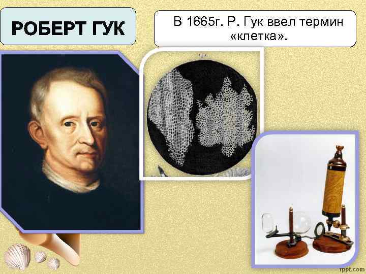 В 1665 г. Р. Гук ввел термин «клетка» . 