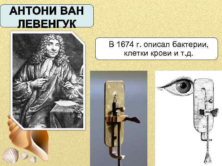 В 1674 г. описал бактерии, клетки крови и т. д. 