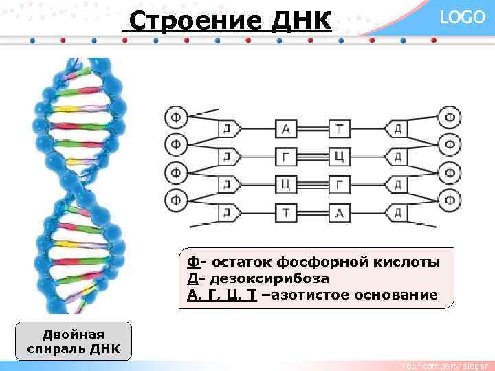 Строение ДНК LOGO Ф- остаток фосфорной кислоты Д- дезоксирибоза А, Г, Ц, Т –азотистое