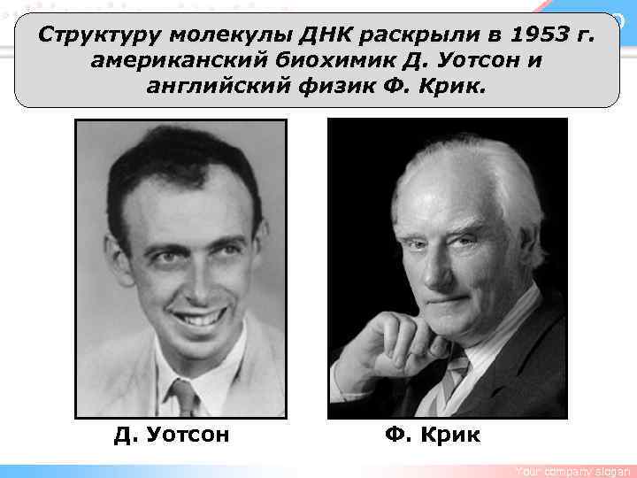 LOGO Структуру молекулы ДНК раскрыли в 1953 г. американский биохимик Д. Уотсон и английский
