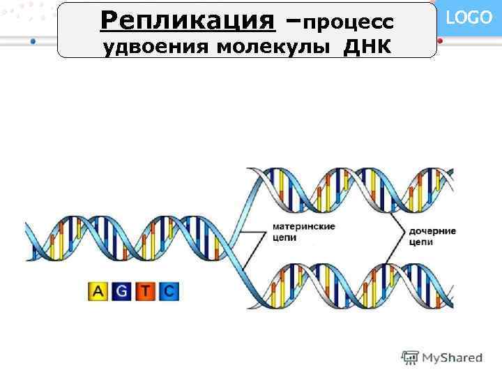 Репликация –процесс LOGO удвоения молекулы ДНК Your company slogan 