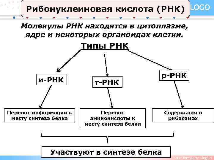 Рибонуклеиновая кислота