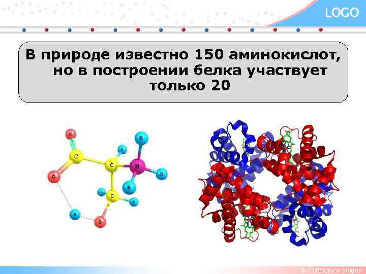 LOGO В природе известно 150 аминокислот, но в построении белка участвует только 20 Your