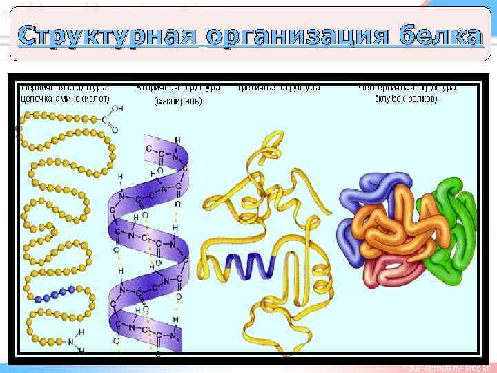 LOGO Структурная организация белка Your company slogan 