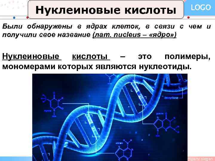 Нуклеиновые кислоты LOGO Были обнаружены в ядрах клеток, в связи с чем и получили