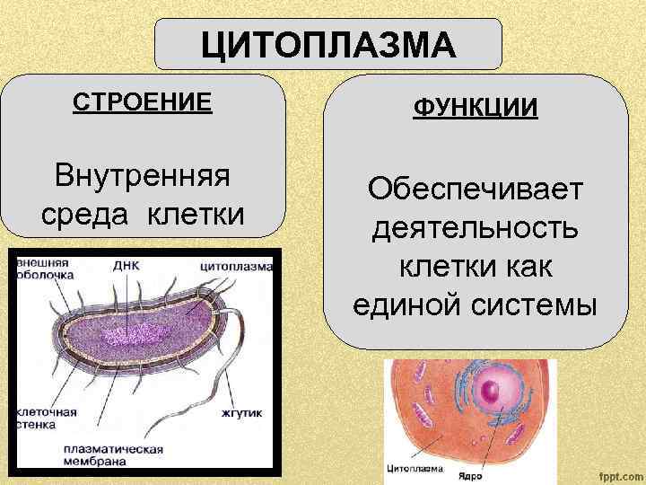 Что такое цитоплазма в биологии кратко. Строение цитоплазмы. Строение цитоплазмы клетки. Цитоплазма строение и функции. Внутренняя среда цитоплазмы.