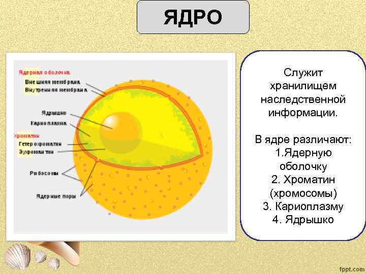 ЯДРО Служит хранилищем наследственной информации. В ядре различают: 1. Ядерную оболочку 2. Хроматин (хромосомы)