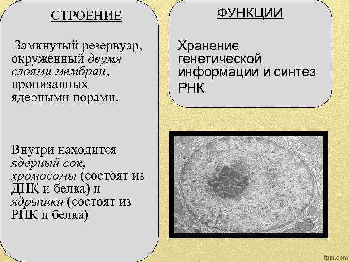 СТРОЕНИЕ Замкнутый резервуар, окруженный двумя слоями мембран, пронизанных ядерными порами. Внутри находится ядерный сок,
