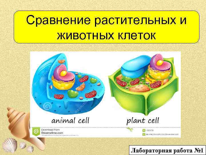 Сравнение растительных и животных клеток Лабораторная работа № 1 