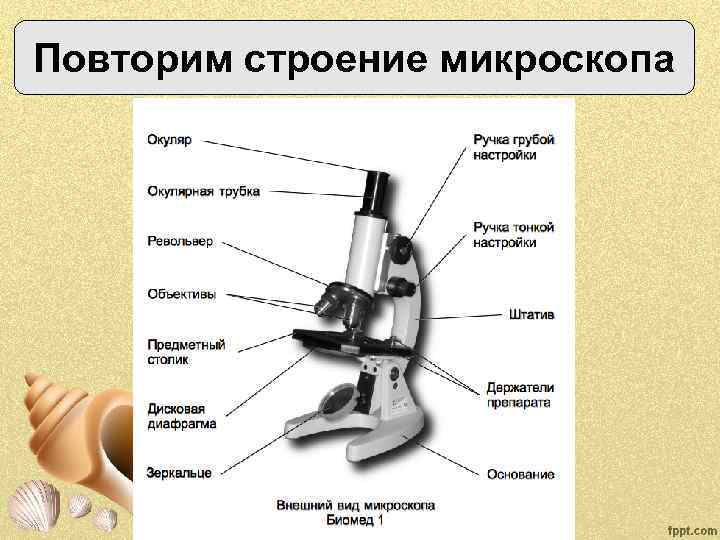 Повторим строение микроскопа 