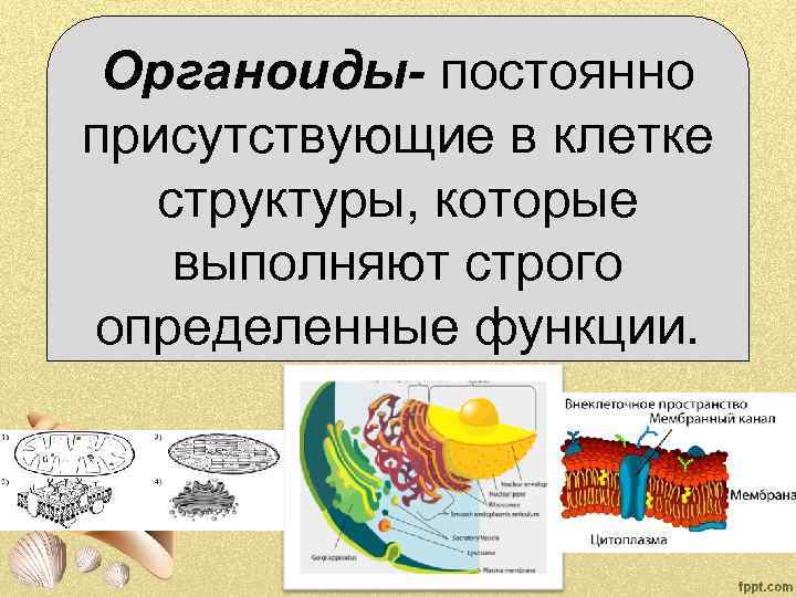 Органоиды- постоянно присутствующие в клетке структуры, которые выполняют строго определенные функции. 