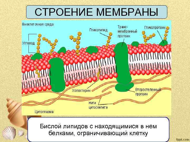 СТРОЕНИЕ МЕМБРАНЫ Бислой липидов с находящимися в нем белками, ограничивающий клетку 