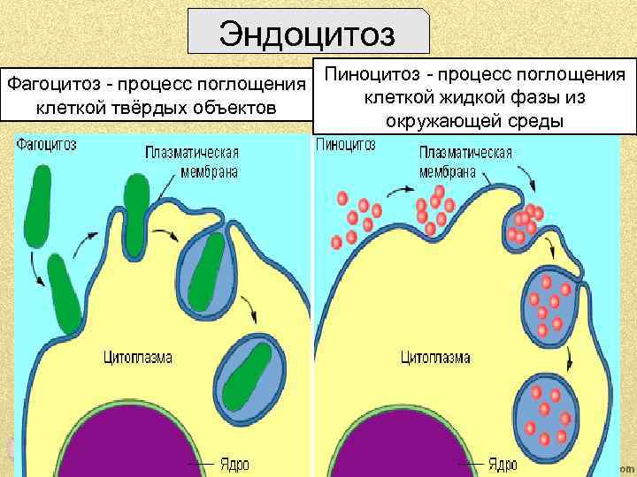 Как называется процесс изображенный на рисунке фагоцитоз обмен веществ свертывание крови газообмен