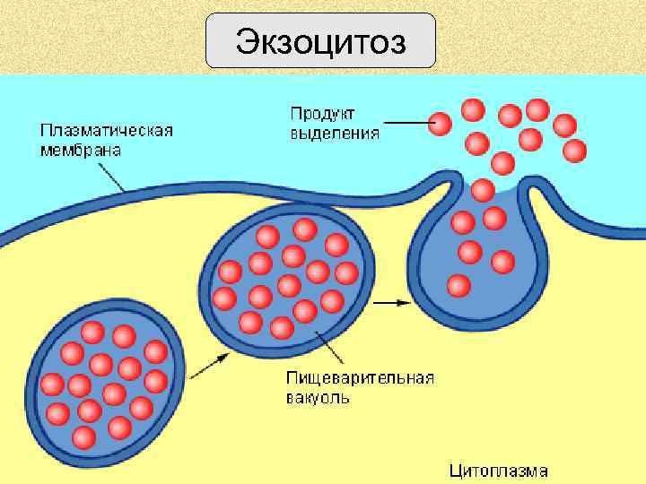 Экзоцитоз 